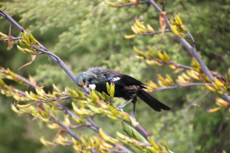 Tui