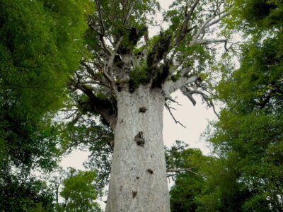 Waipoua-TaneMahuta