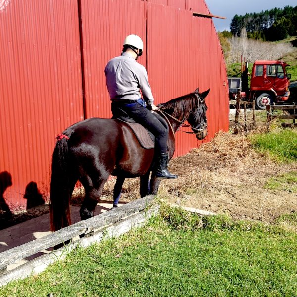 Auckland-Horse-Riding-03