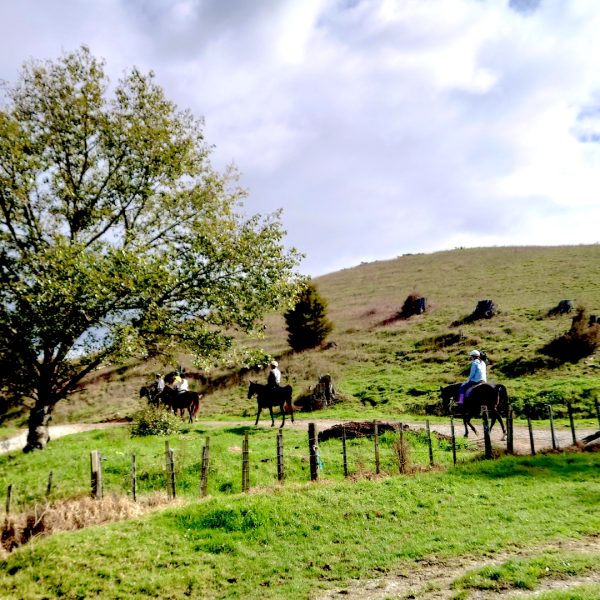 Auckland-Horse-Riding-05