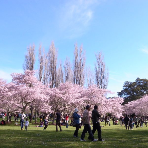 コーンウォールパークは桜の名所