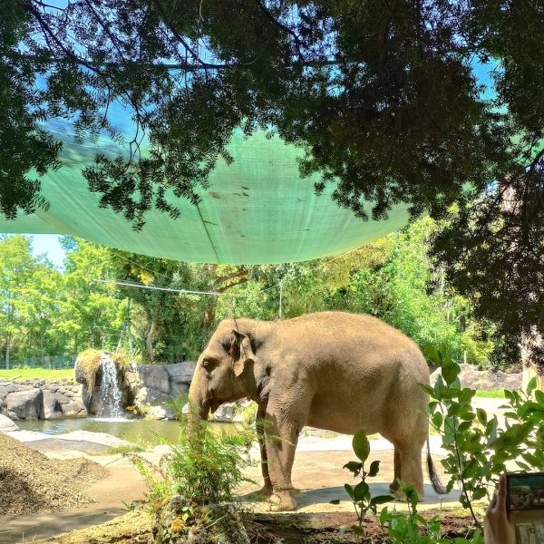 Auckland-Zoo-Elephant