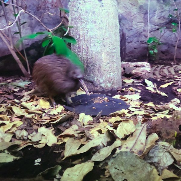 Auckland-Zoo-Kiwi