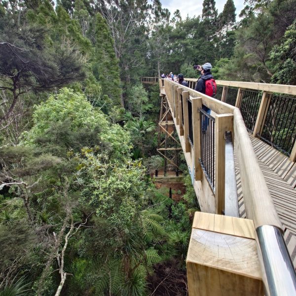 Kauri-Glen-Reserve-01