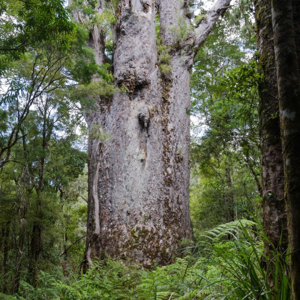 Te Matua Ngahere