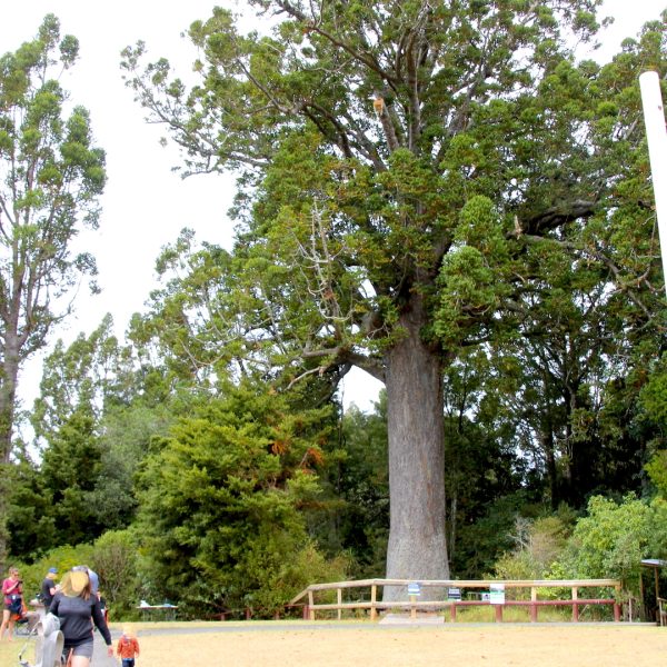 Matakana-Parry-Kauri