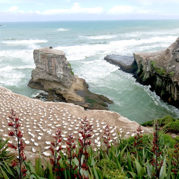 Muriwai-gannet-colony