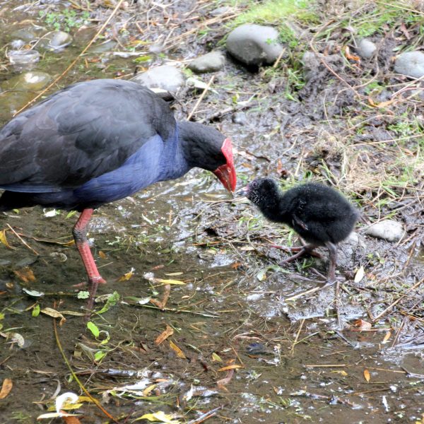 Pukeko