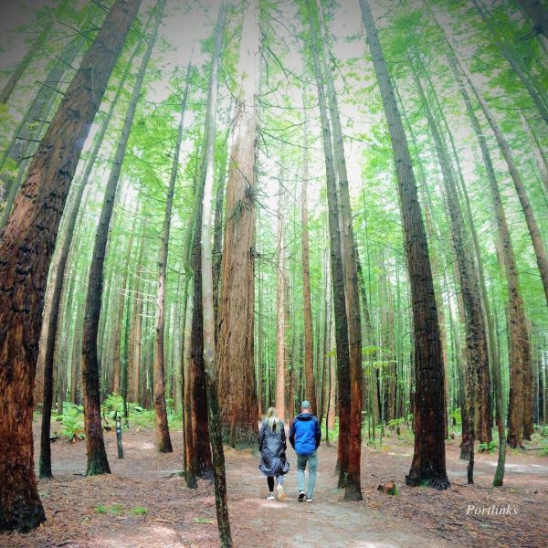 Rotorua-Redwood-Forest