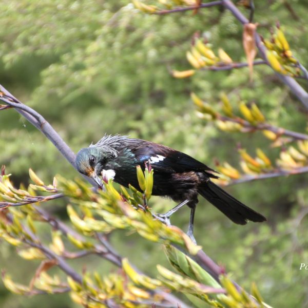 Tui