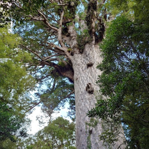 Waipoua-Tane-Mahuta