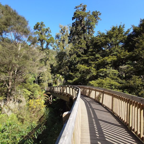 Waitakere-Walking-Kauri-Cascade-02