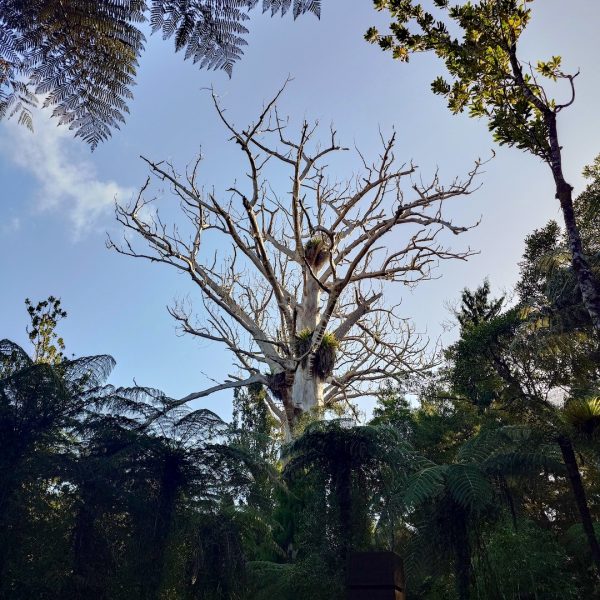 Waitakere-Walking-Kauri-Cascade-06