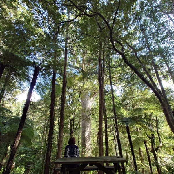 Waitakere-Walking-Kauri-Cascade-07