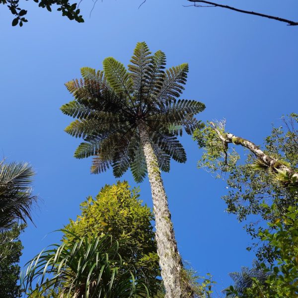 Waitakere-Walking-Kauri-Cascade-08