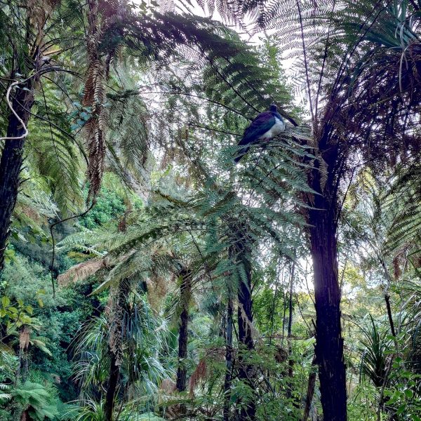 Waitakere-Walking-Kauri-Cascade-10