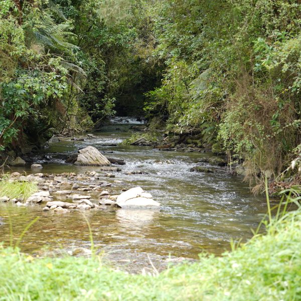 Waitomo-Spellbound-Glowworm-Cave-River